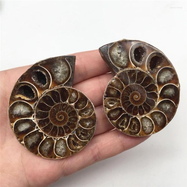 Figurines décoratives 2pcs à moitié coupés en coquille d'ammonite Spécime de quartz paire madagascar pour les cadeaux