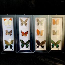 Figuras decorativas Hermosa muestra de mariposa Etiqueta en inglés PO Marco de arte Arte de bricolaje Colección de materiales educativos colección de material