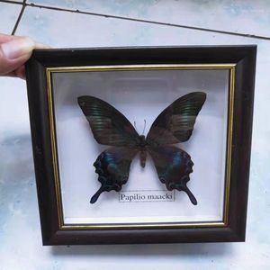 Decoratieve beeldjes vlinder echt specimen po frame ambacht /vlinder kunstwerk materiaal decor