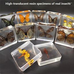 Decoratieve beeldjes Kleuterschool Onderwijs Kinderspeelgoed Dieren Echte insectenexemplaren Vlinder Hars Amber Ornamenten Libellen