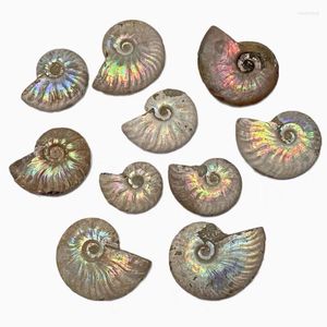 Figurines décoratives de Madagascar, ammonite irisée naturelle, spécimen à facettes, pierre minérale, conque, escargot paléontologique, objets de collection