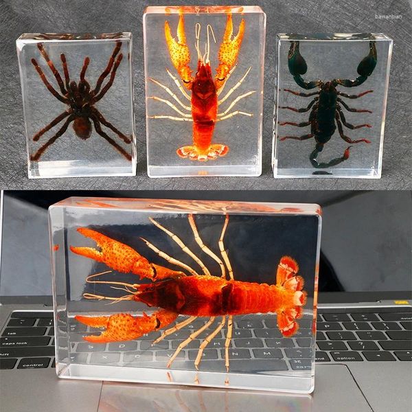Figurines décoratives réels insectes spécimen de la forêt tropicale Scorpion Écrevisses résine artisanat enseignant des ornements d'observation