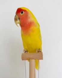 Figurines décoratives Real Taxidermy Farming Eurasian Yellow Melopsittacus puffinegar Budgie Parrot Spécimen Sketch Drawing5746516
