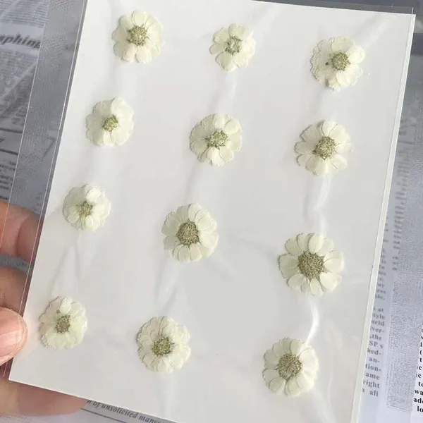 Fleurs décoratives 1-2cm / 24pc réelles Natural Mini Pressé Disy Flower Head Press Dry Press en beige DIY pour la bijouterie en résine époxy