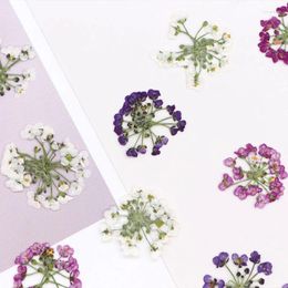 Fleurs décoratives 1.5-2,5 cm / 12pcs Nature Pressée Presse de fleur de boulerie de neige Véritable bricolage à la main à la main PO Cadre PO Bookmark Case mobile
