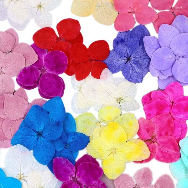 Flores decorativas 1.5-2.5cm/24 piezas REALES secas Naturales Presionados Hydrangea Heads Dry Press Petals para joyas de resina epoxi