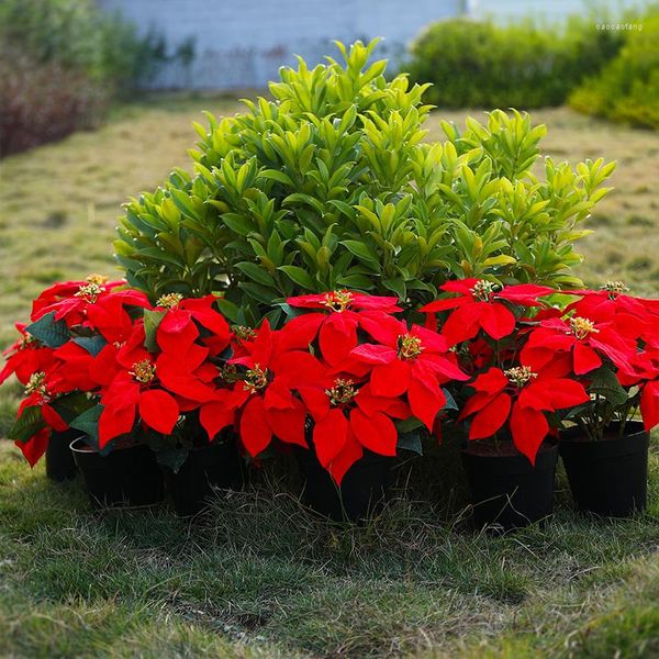 Fleurs décoratives 1 Bouquet Real Touch Flanelle Artificielle Grande Tête De Fleur Rouge Soie Poinsettia Buissons Bouquet Arbre De Noël Ornement Maison