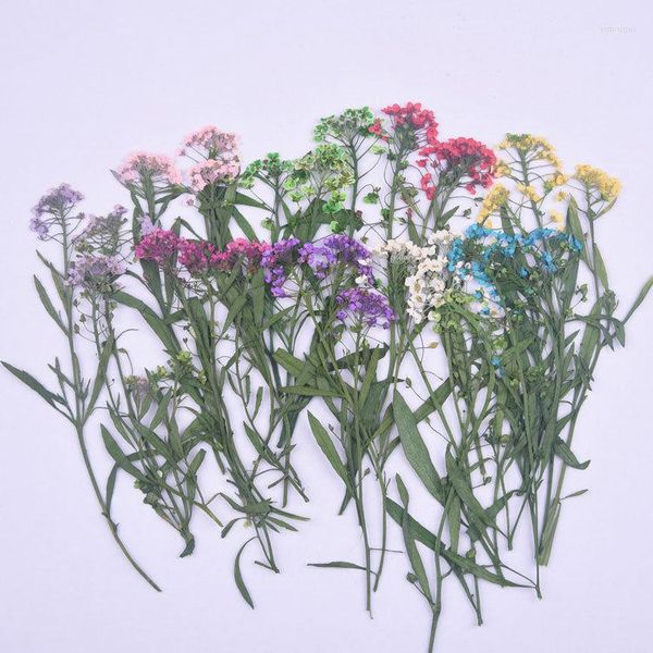 Flores decorativas 1000pcs Alyssum en el tallo Fabricantes de flores prensadas secas para decoración de pintura seca