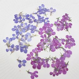 Fleurs décoratives 1000pcs Lobelia Spécimens séchés pour le bricolage fait à la main