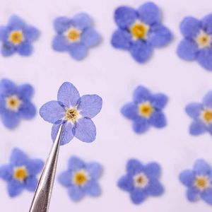 Fleurs décoratives 1000pcs pressés Myosotis Sylvatica oublier Herbarium de fleur pour le nail art des bijoux de bijoux