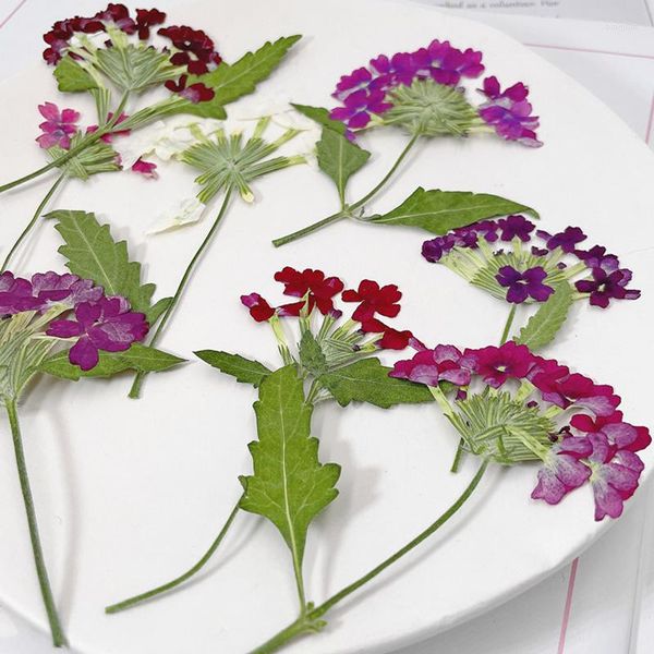 Flores decorativas 1000 piezas Verbena con rama espécimen de secado natural para decoración de velas perfumadas envío gratis