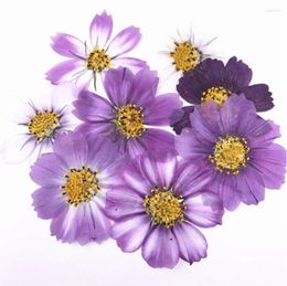 Fleurs décoratives 100pcs 4-7 cm séchées pressées violet cosmos bipinnata cav.Fleur pour bijoux postal Bookmark Craft DIY Accessoires