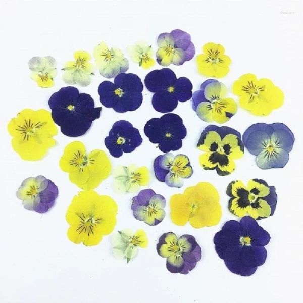 Fleurs décoratives 100pcs alto à pression pressée mixte Tricolor L. Panty planter Herbarium pour bijoux Bookmark Invatation Card DIY