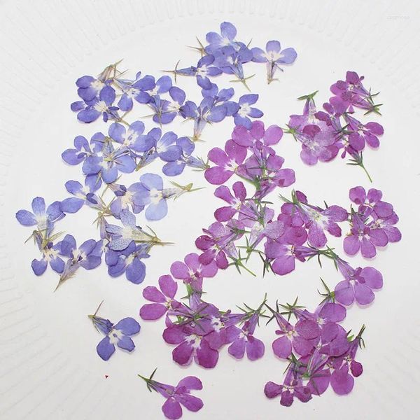 Fleurs décoratives 100 pièces pressées séchées bleu/violet Lobelia Erinus fleur plante herbier bijoux carte postale carte d'invitation fabrication