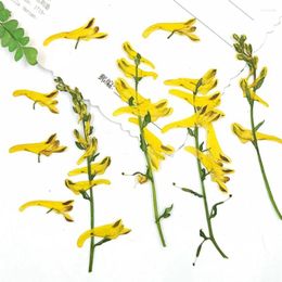 Decoratieve bloemen 100 stuks geperst gedroogde Corydalis Pallida bloem plant herbarium voor sieraden ansichtkaart uitnodigingskaart telefoon geval bladwijzer