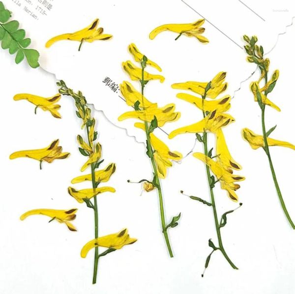 Fleurs décoratives 100 pièces pressées séchées Corydalis Pallida fleur plante herbier pour bijoux carte postale carte d'invitation étui de téléphone signet