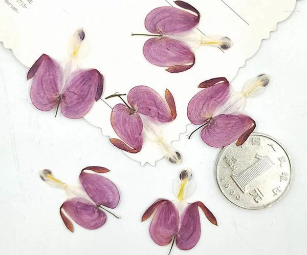 Fleurs décoratives 100 pièces pressées séchées bourgeons de Lotus fleur plante herbier pour bijoux étui de téléphone Po cadre carte postale signet fabrication