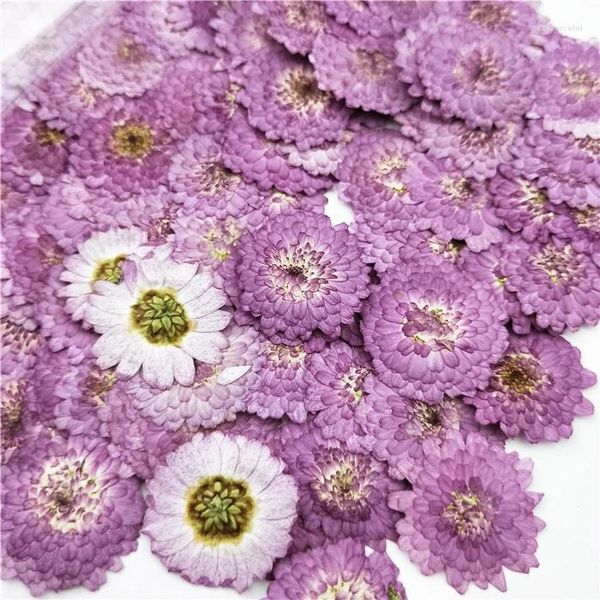 Fleurs décoratives 100pcs en gros pressé Purple Margue