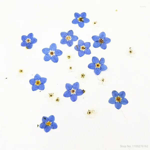 Flores decorativas 100 piezas Forget-me-not flor seca prensada manicura real DIY joyería epoxi hecha a mano