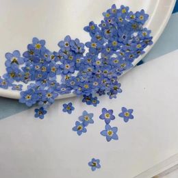 Decoratieve bloemen 100x geperste Mini Natural Blue ForgetMenot myosotis Sylvatica Flower Plant Herbarium voor sieraden Bookmark Nailart