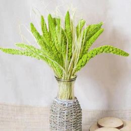 Fleurs décoratives 10 pièces millet vert séché vraies plantes naturelles préservées pour la décoration intérieure arrangement de vase floral artisanat de bricolage de mariage