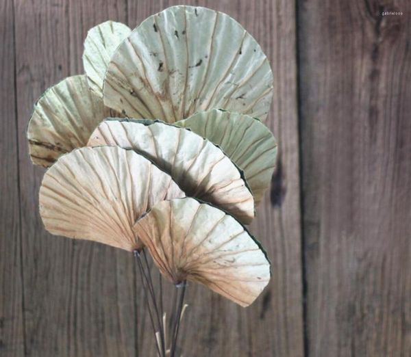 Fleurs décoratives 10pcs feuilles de lotus naturelles en forme d'éventail fleur séchée pour la fête de mariage maison El décoration bricolage bouquet projet accessoire