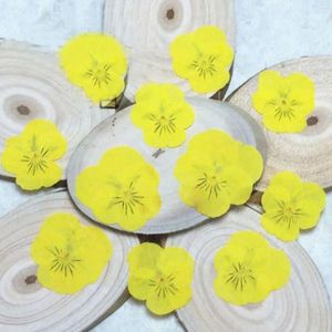 Fleurs décoratives 120pcs séchés pressés jaune panoramique corydalis suaveolens hance plantes fleures herbarium pour bijoux bijou de téléphone bricolage