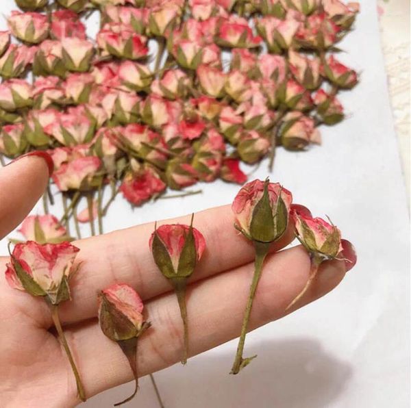 Fleurs décoratives 120pcs côté séché pressé Herbier rose rose pour bijoux de bijoux pour carte d'invitation de la carte postale