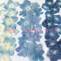 Flores decorativas 120pcs series azules prensas hortensias secas Macrophylla plantas de flores Herbarium para joyería
