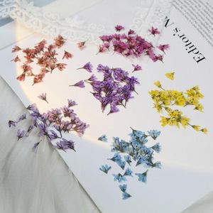 Fleurs décoratives 120 pièces pressées séchées Chloris Virgata Sw fleur plante herbier pour Nail Art bijoux signet étui de téléphone carte d'invitation