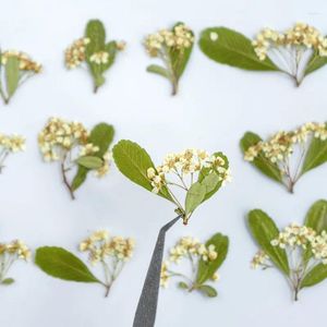 Fleurs décoratives 120pcs Fleur séchée pressée pyracantha fortuneana tige d'herbarium bijoux de bijoux de téléphone maquillage