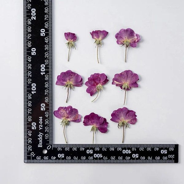 Fleurs décoratives 120pcs Pressé Fleur séchée Herbarium rose violette pour bijoux époxy Bookmark Téléphone Makeup Nail Art Craft DIY