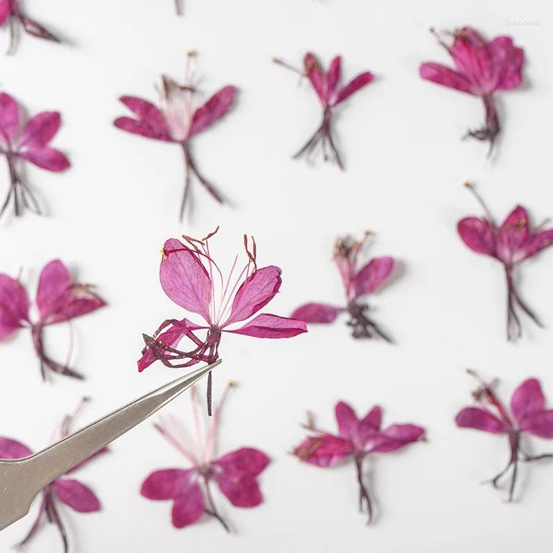 Flores decorativas 120 piezas Presionadas Gaura Lindheimeri Engelm Flower Plants Herbarium para joyas de resina epoxi haciendo maquillaje de uñas de maquillaje