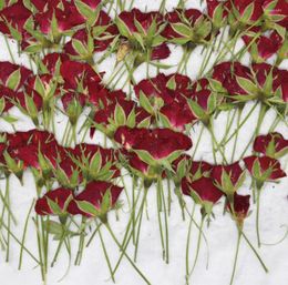 Decoratieve bloemen 120 stuks geperste gedroogde rozenbloem planten herbarium voor hars sieraden maken ansichtkaart frame telefoonhoes ambachtelijke DIY