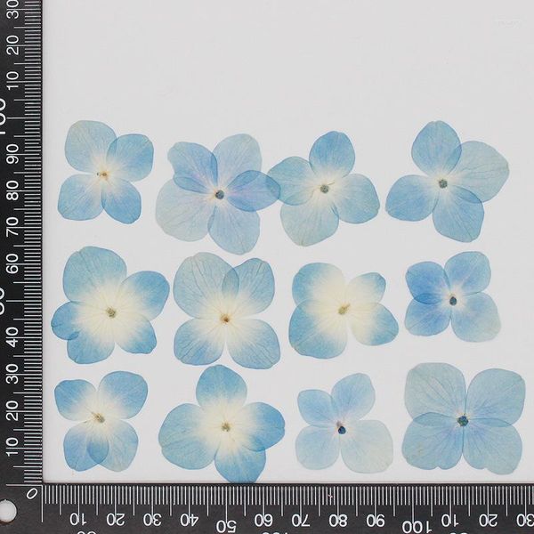 Fleurs décoratives 120 pièces pressées séchées bleu ciel hortensia fleur herbier pour résine époxy bijoux signet étui de téléphone visage maquillage Nail Art