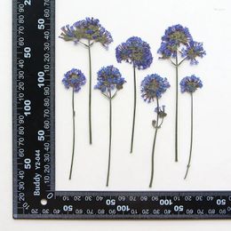 Fleurs décoratives 120 pièces pressées séchées verveine Bonariensis fleur herbier pour résine époxy bijoux carte signet cadre téléphone étui maquillage