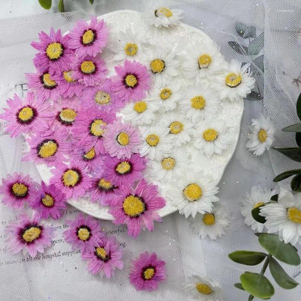 Flores decorativas 120 piezas prensadas y secas blancas/púrpuras Rhodanthe Manglesii flor herbario de plantas para joyería postal caja del teléfono marcapáginas