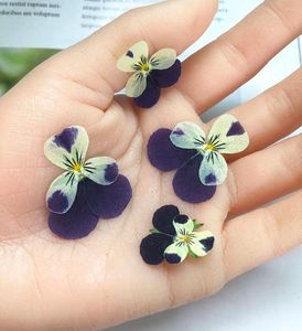 Flores decorativas 120 piezas prensadas púrpura amarilla seca Viola Tricolor L. Flor herbario de plantas para joyería marcador tarjeta de invitación DIY