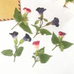 Fleurs décoratives 120pcs côté pressé tarit torenia Fourrieri fleur avec plantes de tige de bijoux d'herbarium signet po