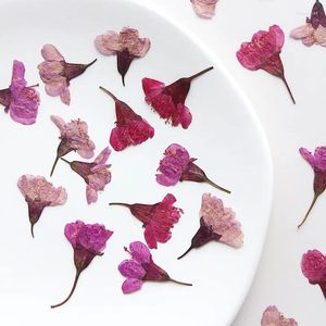 Fleurs décoratives 12pcs / 2-4 cm Pétales de cerise naturelles Side Rossing Généreau de fleurs pressées Boulanges de fleur de bricolage po Cadre PO Materifices