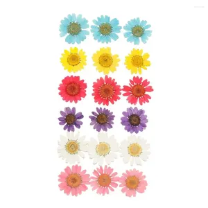 Fleurs décoratives 12pcs / sac Plantes naturelles 3D Pressed Daisy Fleur séchée colorée Art Pendant DIY Artisanat pour la fabrication de bijoux de maquillage