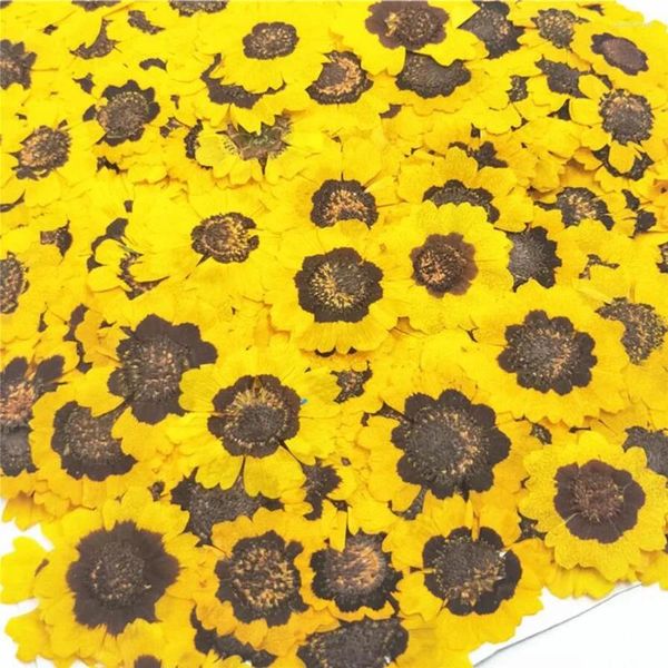 Fleurs décoratives 12pcs Pressé séché Coreopsis Tinctoria Flower Plant Herbarium For Bijoux Carte d'invitation Card Poste Case de téléphone Bookmark