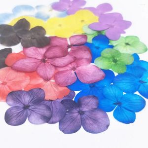 Decoratieve bloemen 12 stks gedroogd geperste natuurlijke hortensia diy voor kunstvaartuigen