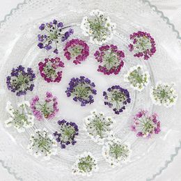 Fleurs décoratives 12pcs Pack 1.5-2,5 cm Snowball pressé DIY DIY MAIN MAIN MAISON MAISON MAISON FOURNI