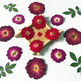 Decoratieve bloemen 12 stks geperste gedroogde Chinese rozenbloem/bladplanten herbarium voor sieraden bladwijzer plakboek telefoonhoesje kaarslampenkap