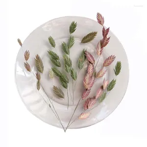 Decoratieve bloemen 13-23 cm/ Echte natuurlijke gedroogde plantengeperste bladeren Tak kleine droge persdiamantgras voor epoxyhars kaarsen maken