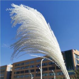 Decoratieve bloemen 15-30 cm Real Natural Reed Drooged Flower Small Bulrush Bouquet Pampas Grass Home Decor Wedding Party Decorati