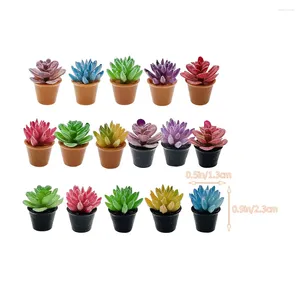 Fleurs décoratives 16 PCS S plantes succulentes miniatures