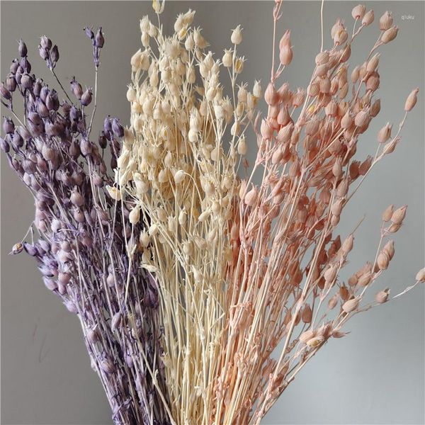 Fleurs décoratives 16g / 30-40CM Véritable Plante Naturelle Séchée Silene Fortunei Bouquet PETITE FLEUR CATCHFLY Fruits Secs Pour La Décoration De Mariage