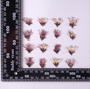 Decoratieve bloemen 1 Tag geperste gedroogde perzik bloesem meeldam bloem herbarium voor nail art make -up sieraden po frame bladwijzer bookmark Telefoonkaar